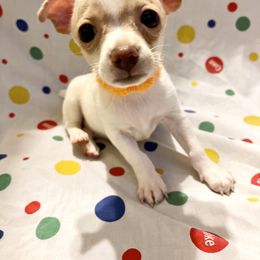 Chihuahua Puppies from Pittsburgh Paw Prints