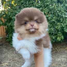 Bentley (rare colored Pom) - Chocolate parti male Pomeranian puppy in Citrus Heights, California from Yev and Marina's Pomeranians (AKC)