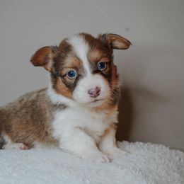 American Corgi, Pembroke Welsh Corgi, and Yorkshire Terrier Puppies from Ingram's Corgis & Yorkies