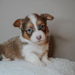 American Corgi, Pembroke Welsh Corgi, and Yorkshire Terrier Puppies from Ingram's Corgis & Yorkies