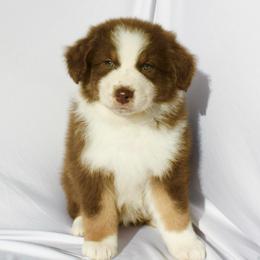 Joyce - Red tri-color female Australian Shepherd puppy in Richmond, Texas from Big Zen Aussies