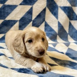 Travis - Red male Dachshund puppy in Stilwell, Oklahoma from Mountain Top Dachshunds