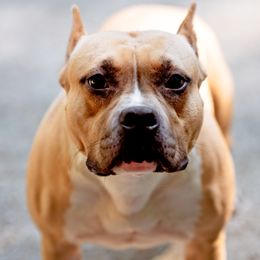 Octavia - American Staffordshire Terrier