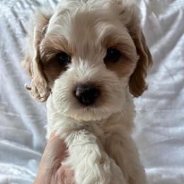 Mario - Buff male Cockapoo puppy in Adrian, Oregon from ApplebyFarm