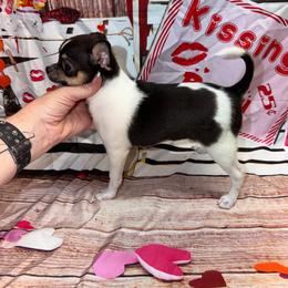Liam - Black and white male Chihuahua puppy in Palmyra, Indiana from Country Star Chihuahuas