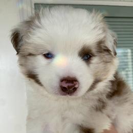 Justice - Red merle male Miniature Australian Shepherd puppy in Marysville, Washington from Garay Mini Aussies