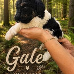 Gale - Parti female Poodle puppy in Washington, Pennsylvania from Patriotic Poodles