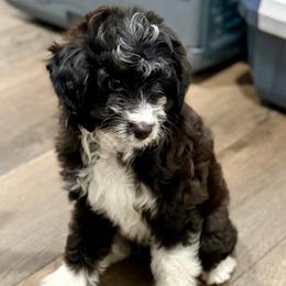 Purple collar toy - Black tri-color female Aussiedoodle puppy in 32046, Florida from River Hill Ranch