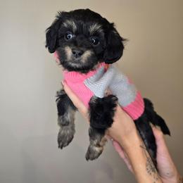 Venus - Black tri-color female Aussiedoodle puppy in Prescott Valley, Arizona from Ramirez Family Doodles