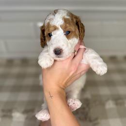 Tulip - Parti female Poodle puppy in Queen Creek, Arizona from Desert Dusted Poodles