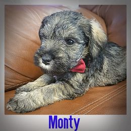 Miniature Schnauzer Puppies from Amaya Lara Schnauzers