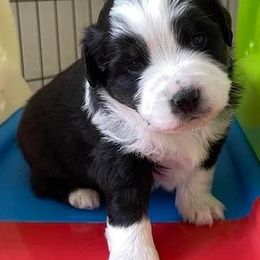 Miniature Australian Shepherds from August Oaks Aussies