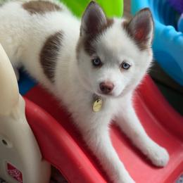 Marigold - Red and white female Pomsky puppy in Princeton, Minnesota from Bluebird House of Pomsky