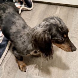 Willow Bean aka Willa Bean - Dapple female Dachshund puppy in Palestine, Texas from Doxie Den🐾
