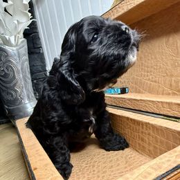 Blue Collar - Black and white male Cocker Spaniel puppy in Morganton, North Carolina from Priceless Pups
