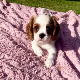 Cavalier King Charles Spaniel Puppies from KC's Kingdom Cavaliers