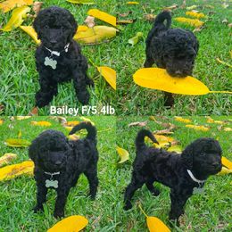 Goldendoodle Puppies from Boca Goldendoodles
