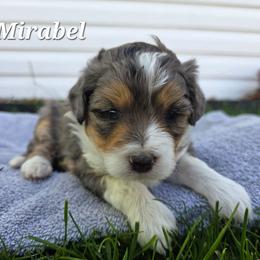 Mirabel - Tri-color female Bernedoodle puppy in Blackfoot, Idaho from Draper Mountain Doodles