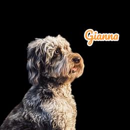 G - Aussiedoodle