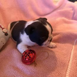 Figaro - White and brindle male French Bulldog puppy in Billings, Montana from Sugarloaf French bulldogs and Australian cattle dogs