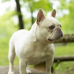 Rev - French Bulldog