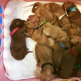 Goldendoodle Puppies from HeartSong Homestead