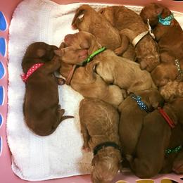 Goldendoodle Puppies from HeartSong Homestead