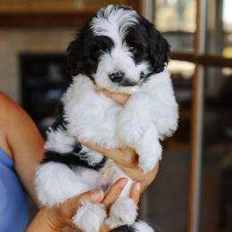 Indy - Black and white male Bernedoodle puppy in Yuba City, California from Ranch House Doodles