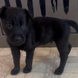 Brown Collar Boy - male Dutch Shepherd puppy in Palmyra, Maine from Maine Working Dogs