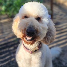 Stassi - Goldendoodle