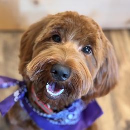 Millie - Goldendoodle