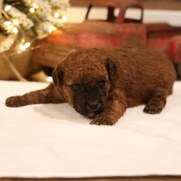 Jack - Red male Whoodle puppy in West Bend, Iowa from Blue Skies Terriers
