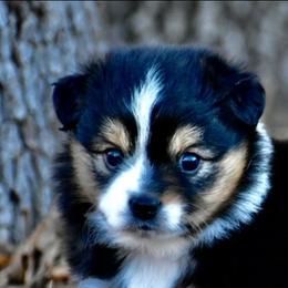 Beth - Black tri female Toy Australian Shepherd puppy in Powell Butte, Oregon from Willow Lane Ranch
