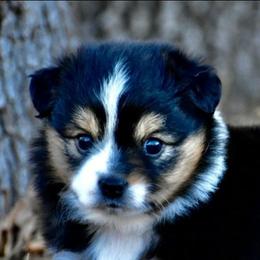 Beth - Black tri female Toy Australian Shepherd puppy in Powell Butte, Oregon from Willow Lane Ranch