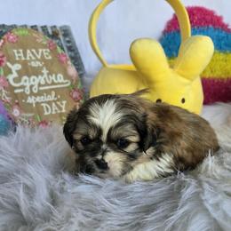 Sable and white boy - Sable and white male Shih Tzu puppy in Newark, Ohio from Gemini Kennels