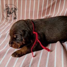 Male 6 - Latte x Rogue - Red and rust male Doberman Pinscher puppy in Spencer, Indiana from Jackson's Dobermans
