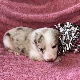 Stella - Sable merle female Border Collie puppy in Henagar, Alabama from Ridge Kap Border Collies