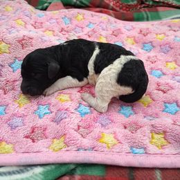 Boy 2 - Black Poodle puppy in Belgrade, Maine from Mere Point Poodles