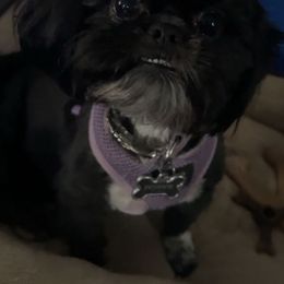 Pepper - Shih Tzu