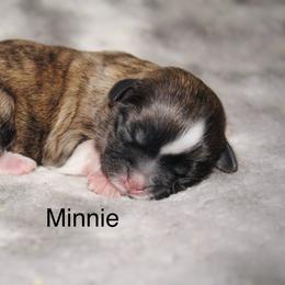 Minnie - Brindle and white female Shih Tzu puppy in Pennsylvania from Manor Hills Shih Tzus