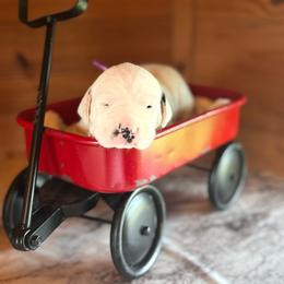 Male puppy pick 2 - White and black male Dalmatian puppy in Hawkins, Texas from Snow Dalmatians