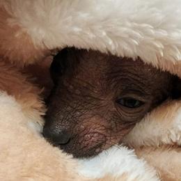 Xoloitzcuintli puppies from Cen Cal Xoloitzcuintle