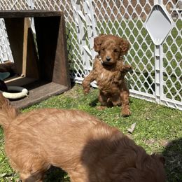 Goldendoodle Puppies from Coal Country Doodles