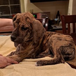 Great Dane Puppies from Lentz Great Danes