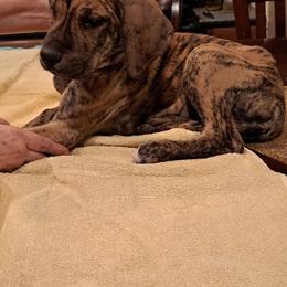 Great Dane Puppies from Lentz Great Danes