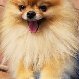 Pomeranian Puppies from Chosen Road Keep Pomeranians