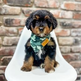 Pepper - male Australian Mountain Doodle puppy in Sharpsburg, Georgia from Steindoodles