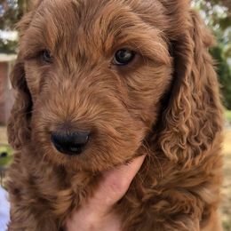 Goldendoodle Puppies from Penny Doodles