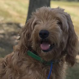 Goldendoodles and Whoodles from Deb’s KY Doodles