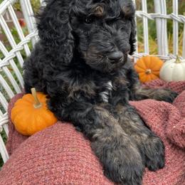 Poodle Puppies from Wilks Pups